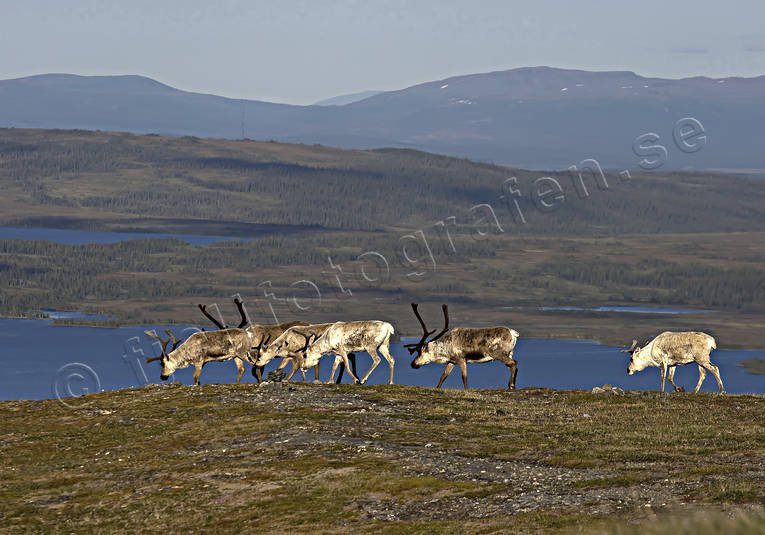 animals, deer animals, Jamtland, landscapes, mammals, mountain, mountains, nature, reindeer, reindeer, rendjur, renflock