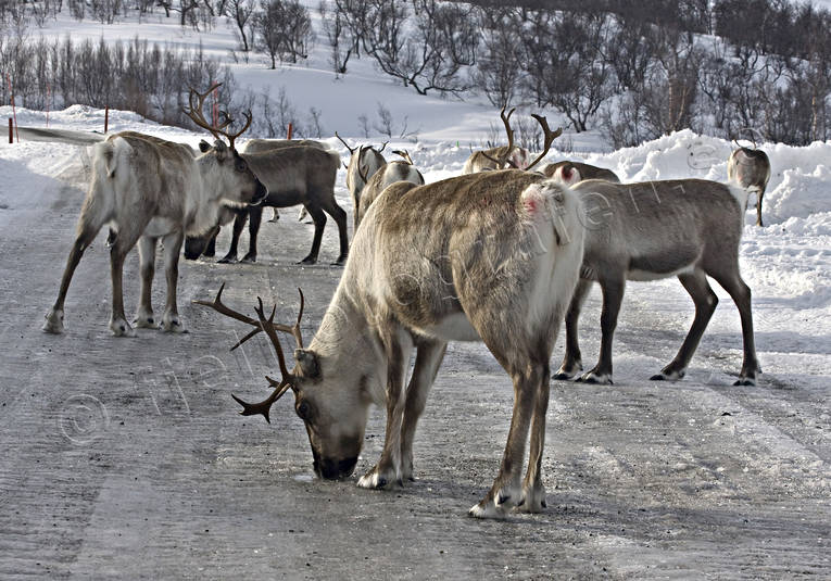 animals, deer animals, mammals, mountains, reindeer, reindeer, rendjur, renflock, road, Storulvvgen, vgren, winter
