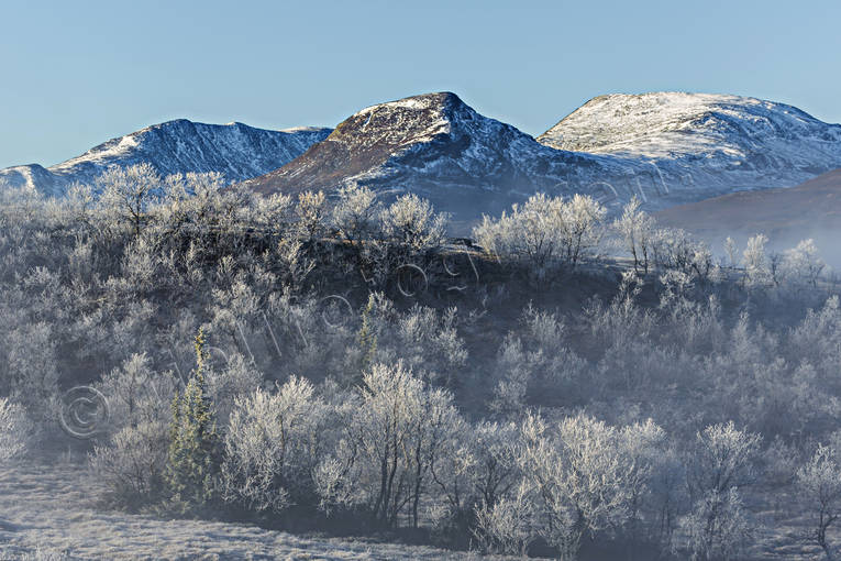 alpine, alpine birch, alpine landscape, autumn, autumn colours, autumn morning, birch, downy birches, fresh snow, getryggen, Jamtland, landscapes, mountain, mountain birch forest, mountain forest, mountain peaks, mountain top, mountains, nature, rime ice, season, seasons, Snasa Mountains, Snasen, Snasenmassivet, snow, tvaraklumpen