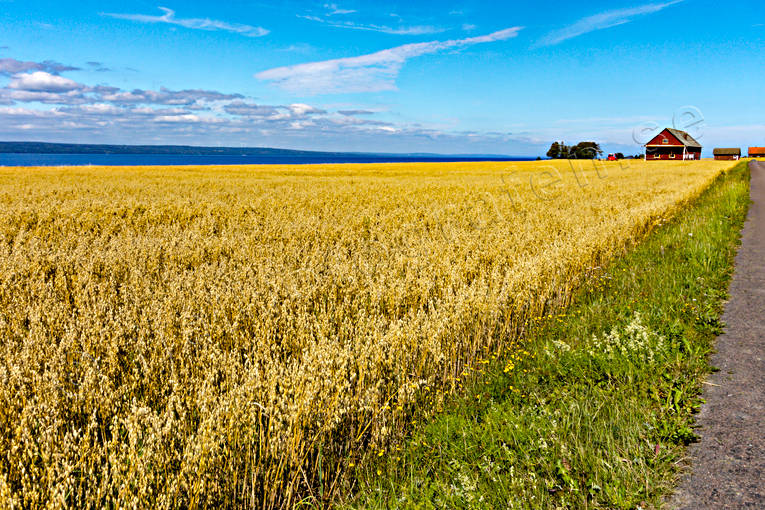 agriculture, agriculture land, corn, grains, crop, harvest, grainfield, havre, havrefält, landscapes, ripe, skörda, skördetid, Småland, summer, Visingsö, work
