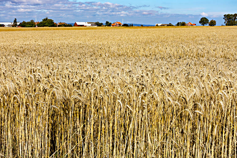 agriculture, agriculture land, barleycorn, corn, grains, crop, harvest, grainfield, kornfält, landscapes, ripe, skörda, skördetid, Småland, summer, Visingsö, work