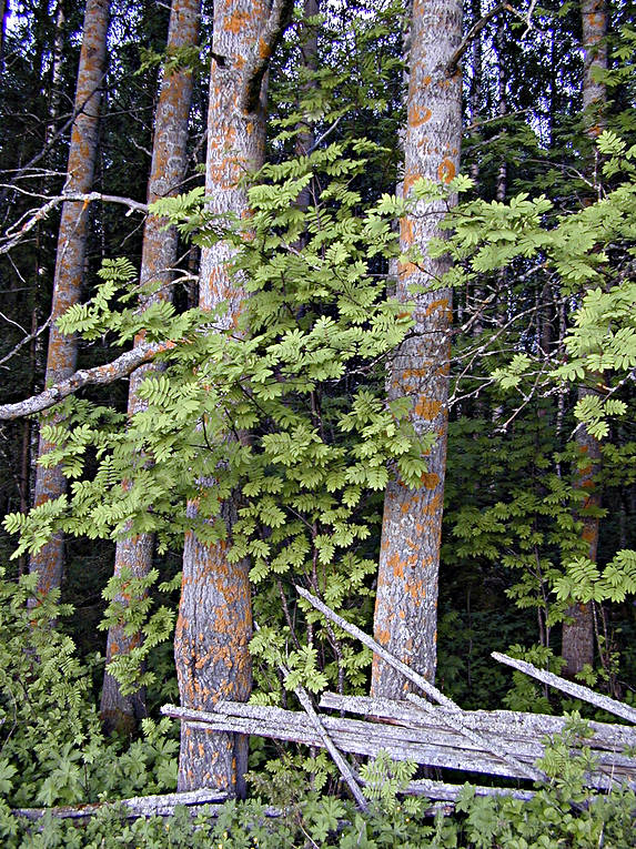 aspen tree, biotope, biotopes, broad-leaved forest, deciduous forest, forest land, forests, mountain-ash, sorb, sap tree, nature, tree trunks, woodland