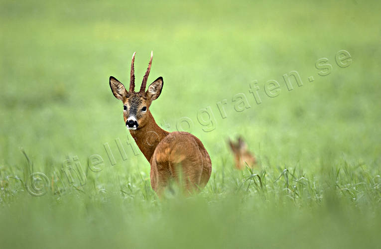 animals, be in country, bock, cultivation, grass, mammals, pasturage, roebuck, temporary grasses, venison