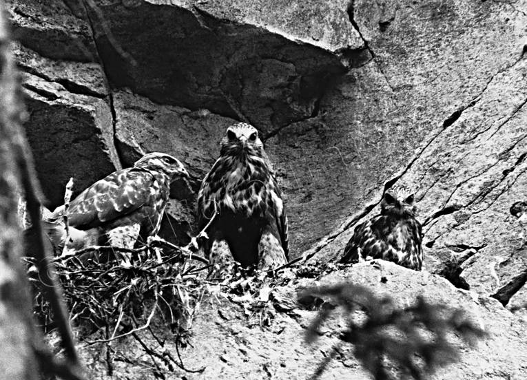 animals, bird, bird of prey, birds, black-and-white, buteonine, raptors, rough-legged buzzard, rough-legged buzzard chicks
