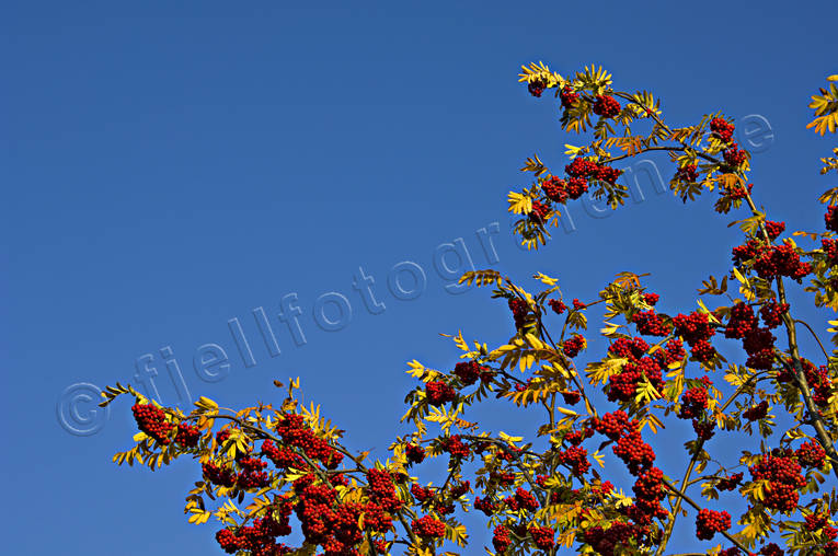 autumn, berries, blue, ripe, ripe, rowan, season, seasons, sky