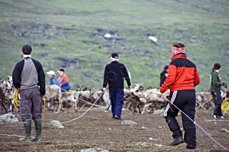animals, calf tagging, culture, job, lasso, mammals, mountain, reindeer, saami people, saami person, sami culture, Sapmi, work