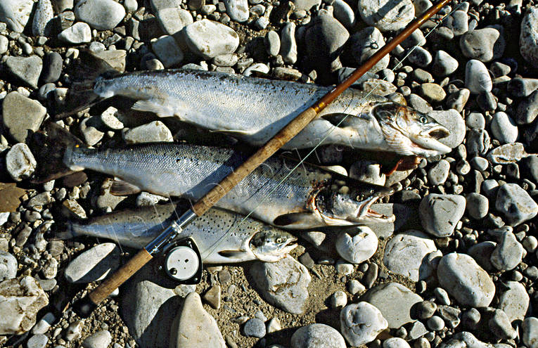 angling, fishing, salmon, salmon fishing