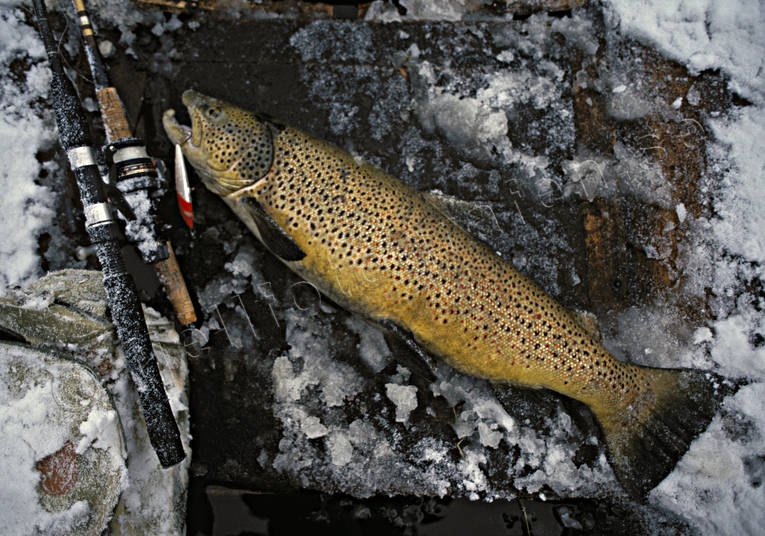 Angling - Spin Fishing - Salmon trout in boat © toj-05382 - LAPONIA  PICTURES of Sweden