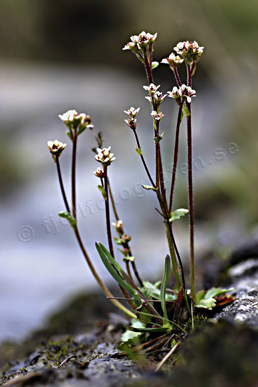 alpine flower, alpine flowers, biotope, biotopes, flowers, mountain, mountains, nature, plants, herbs, saxifraga tenuis