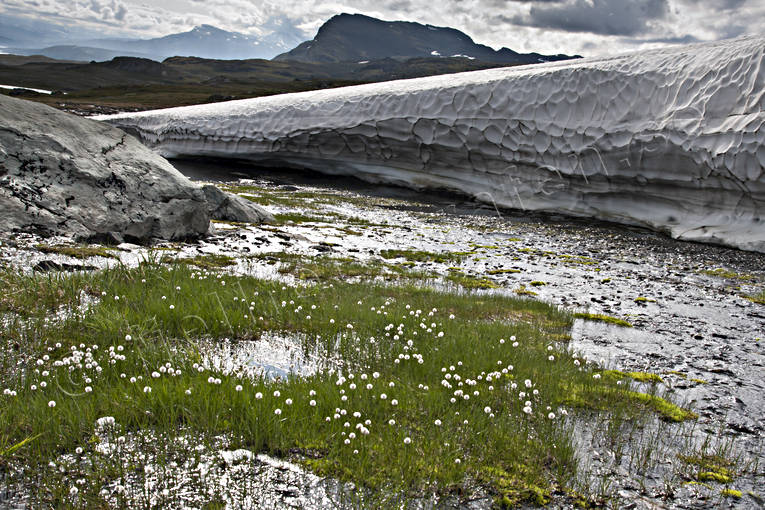 alpine, alpine flowers, biotope, biotopes, flourishing, flower, flowers, landscapes, Lapland, mountain, mountains, nature, Padjelanta, scheuchzer's cottongrass, snow, snow field, snlega