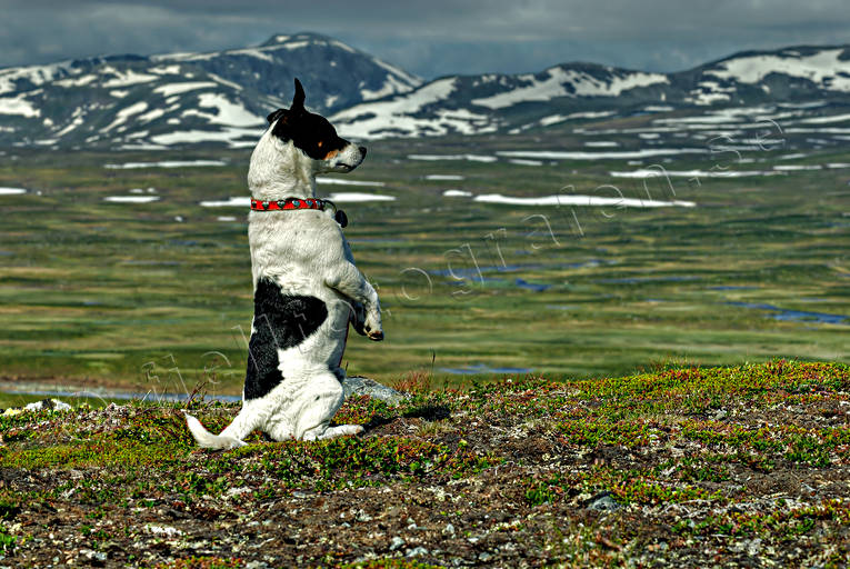 animals, dog, hunting, land communication, landscapes, Lapland, mammals, scouting, seasons, Stekenjokk, summer, view