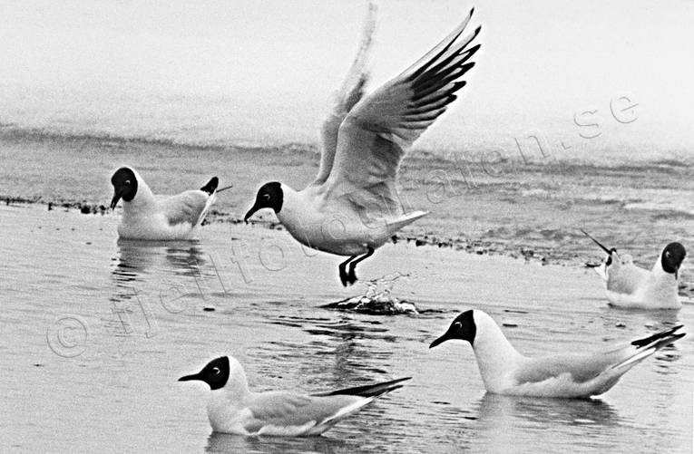 animals, birds, black-and-white, gulls, sea mew