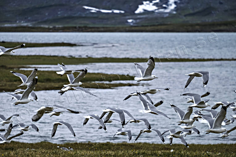 animals, bird, birds, gull bird, sea mew bird, gulls, Lapland, Lapland North, Padjelanta, Padjelanta Nationalpark, sea mew, seagull, seagulls