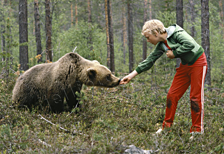 animals, bear, brown bear, fearless, fed, mammals, predators, tame, teddy bear, unshy, ursine