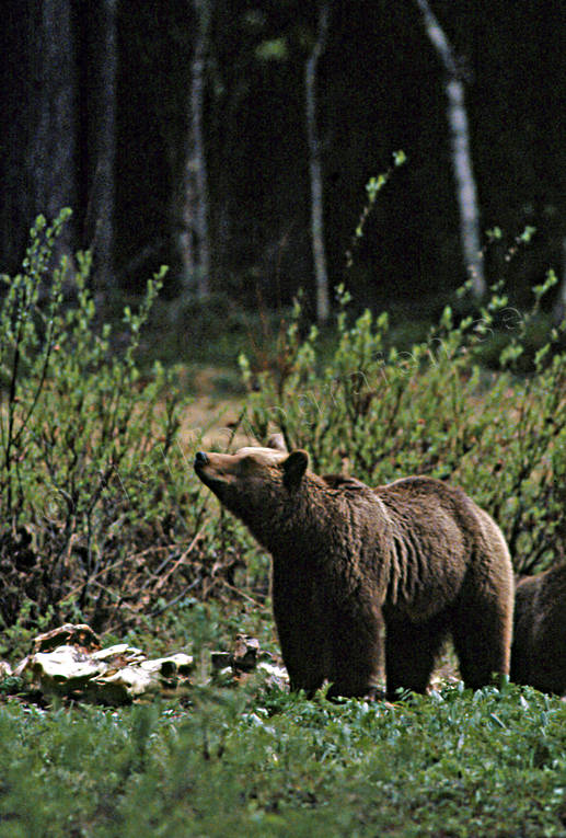 animals, bear, bear carrion, bear cubs, brown bear, cadavers, carrion, mammals, predators, she-bear, Sonfjllet, ursine