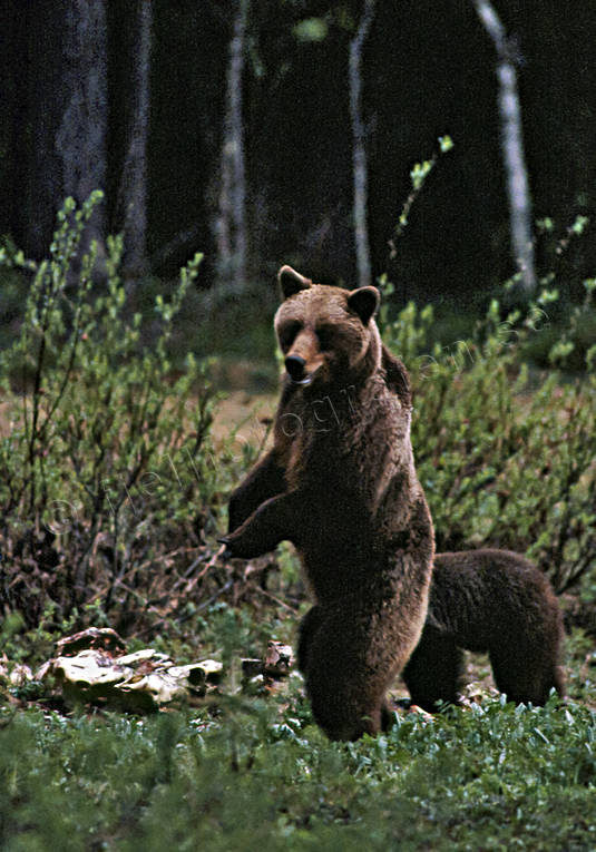 animals, bear, bear carrion, bear cubs, brown bear, cadavers, carrion, mammals, predators, she-bear, Sonfjllet, ursine