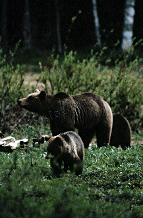 animals, bear, bear carrion, bear cubs, brown bear, cadavers, carrion, mammals, predators, she-bear, Sonfjället, ursine