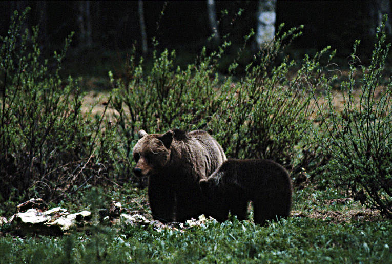 animals, bear, bear carrion, bear cubs, brown bear, cadavers, carrion, mammals, predators, she-bear, Sonfjället, ursine
