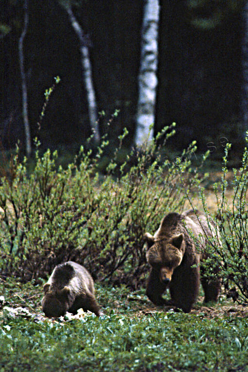 animals, bear, bear carrion, bear cubs, brown bear, cadavers, carrion, mammals, predators, she-bear, Sonfjllet, ursine