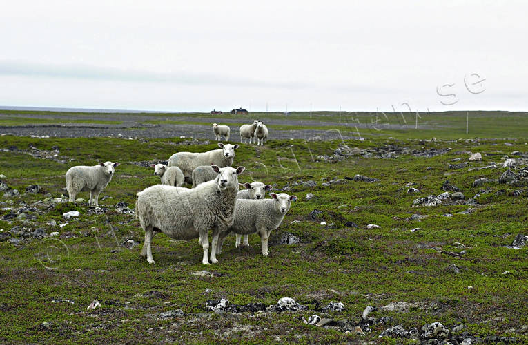 animals, grazing, mammals, Northern Norway, pasturage, pets, sheep, Varanger peninsula
