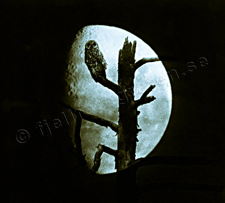 ambience, ambience pictures, animals, atmosphere, birds, black-and-white, dusk, evening, fotomontage, full moon, moon, moonlight, night, owl, owls, short-eared owl
