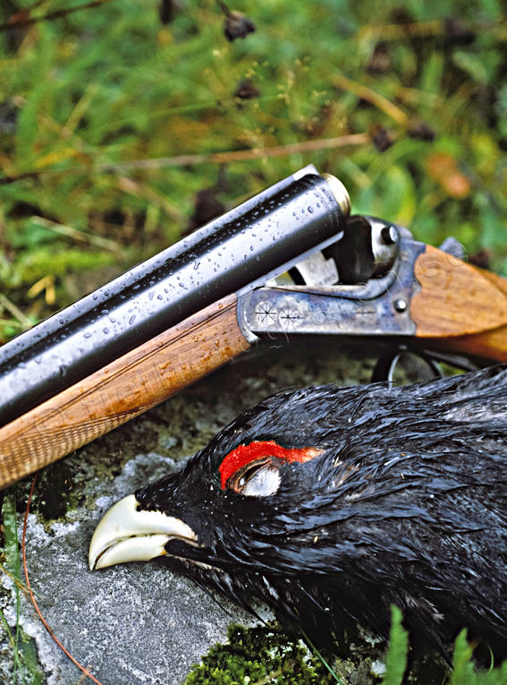 bird hunting, capercaillie, capercaillie cock, cock, gun, hunting, hunting weapon, pointing dog, shot, skogsfgeljakt, weapon