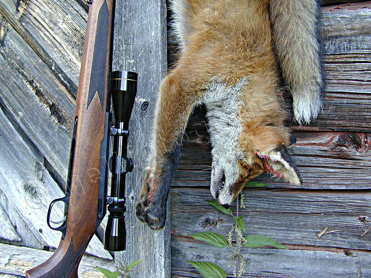 aiming telescope, fox, fox hunting, hunting, shot, wall, weapon, young fox