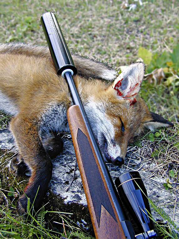 fox, fox hunting, hunting, muffler, shot, weapon, young fox