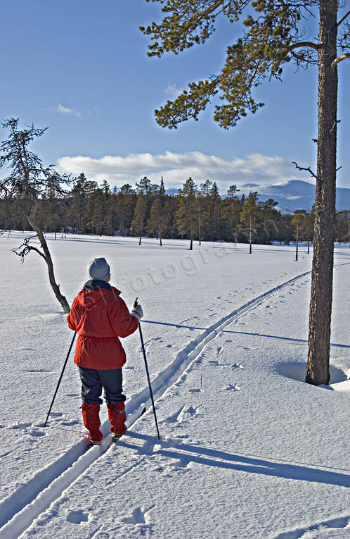 backcountry skiers, mountain forest, ski tour, ski touring, skies, skiing, taiga, taiga wood, wild-life, winter, ventyr