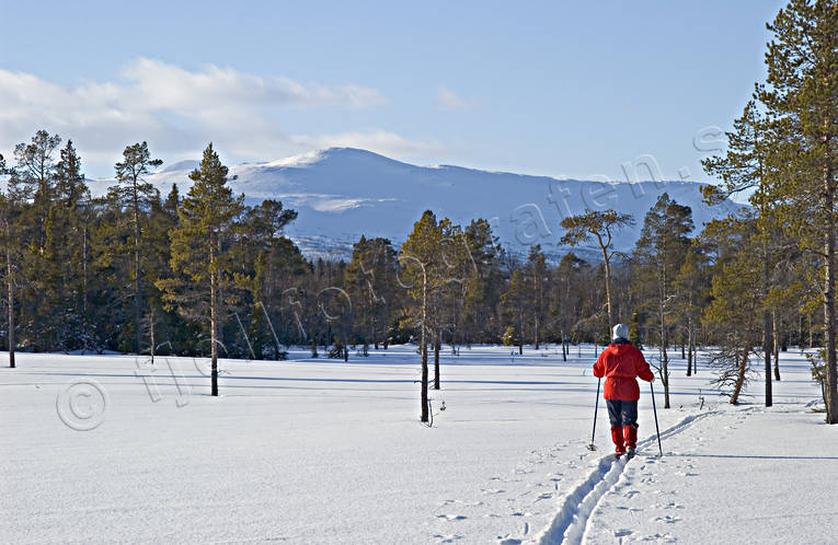 backcountry skiers, mountain forest, ski tour, ski touring, skies, skiing, taiga, taiga wood, wild-life, winter, äventyr