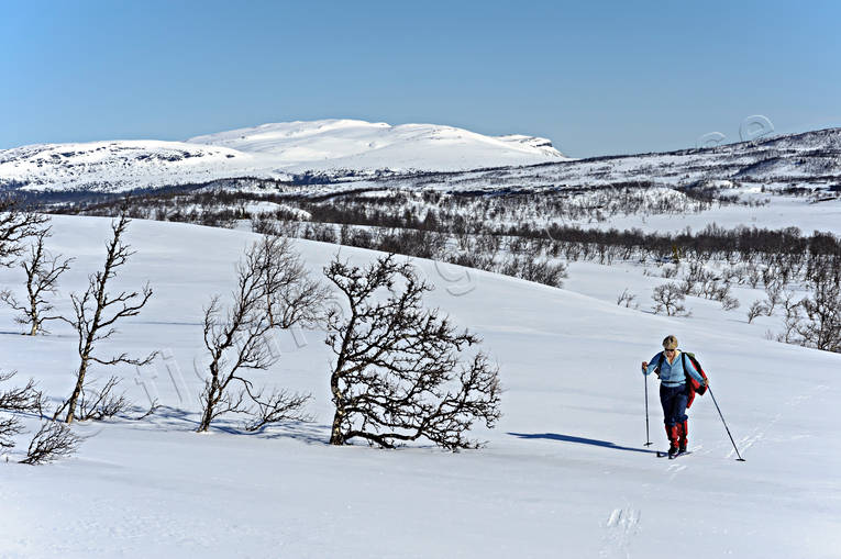 Anaris Mountains, Jamtland, mountain, mountains, season, seasons, ski touring, skier, skies, skiing, spring-winter, winter, ventyr