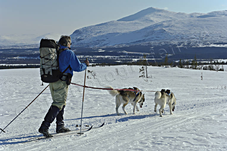 outdoor life, ski touring, skier, skiing, sled dog, sled dogs, spring-winter, winter, äventyr