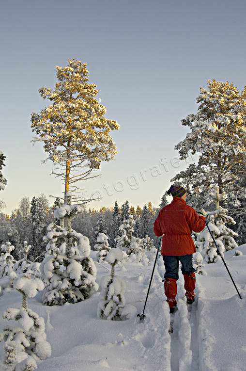 ambience, ambience pictures, atmosphere, backcountry skiers, christmas ambience, forest plantation, forestry, pine, pine forest, plantation, season, seasons, seed pines, self-seeding, ski touring, skies, skiing, spring wood, tree, winter, woodland, äventyr