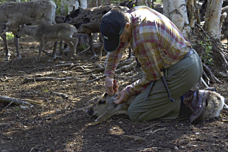 calf tagging, culture, Lapland, reindeer calf, reindeer husbandry, reindeer husbandry, saami person, sami culture, work