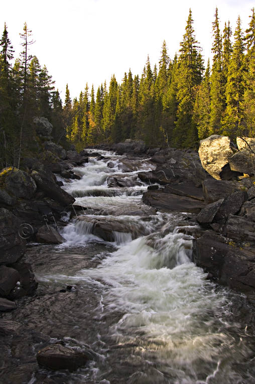 creek, creek, forest land, forests, nature, watercourse, woodland