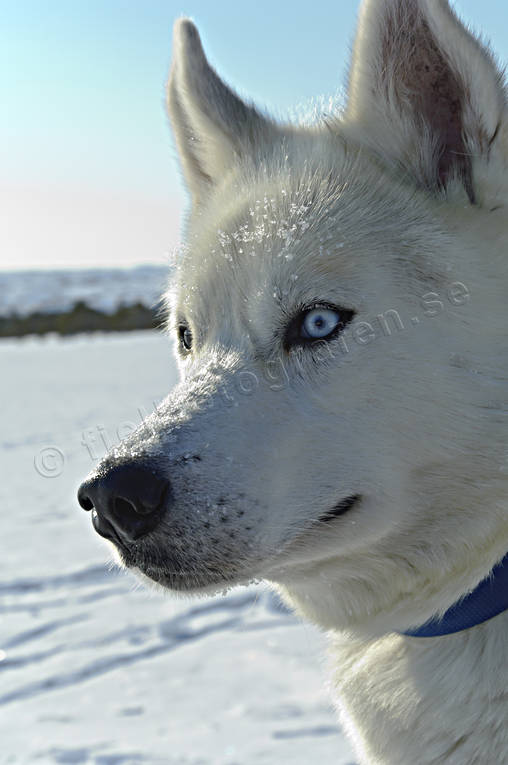 animals, canidae, dog, eye, eyes, husky, mammals, polar-dog, siberian, sled dog