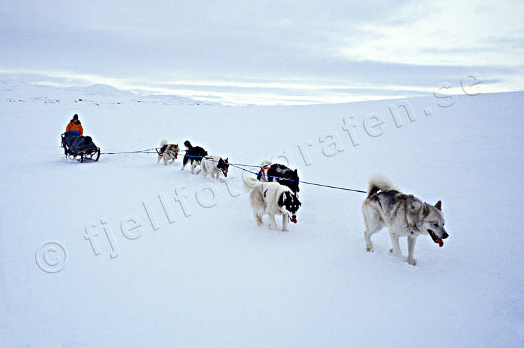 dogsled, greenland dog, greenlanders, mountains, sled dog, sled dogs, sledge dog, sledge dogs, sledge trip, wild-life, winter, äventyr