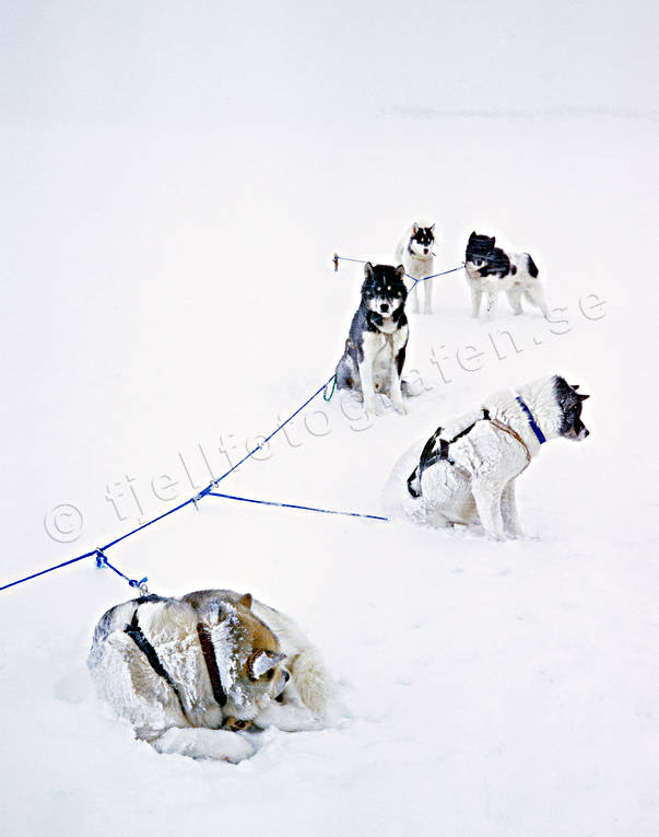 cold, cower, cower(s), dog, dogs, dogsled ride, freeze, freeze(s), greenland dogs, sash-line, sled dog, sled dogs, sledge dog, sledge dogs, snow, snow storm, snow-covered, storm, storm, wild-life, winter, ventyr