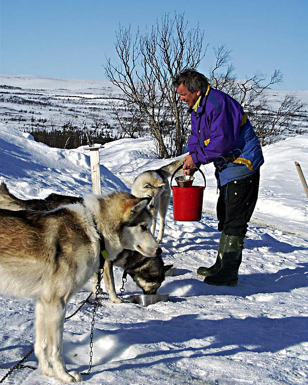 dogs, dogsled ride, feed, feed, sled dog, sled dogs, sledge dog, sledge dogs, wild-life, winter, äventyr