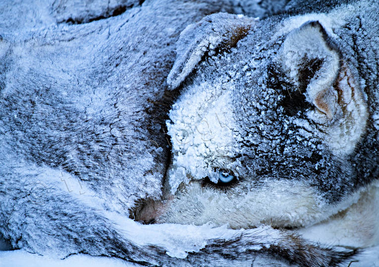 Sledge dog sover in snön animals, dog, dogs, husky, mammals, sibirian, sled dogs, sledge dogs, winter, äventyr