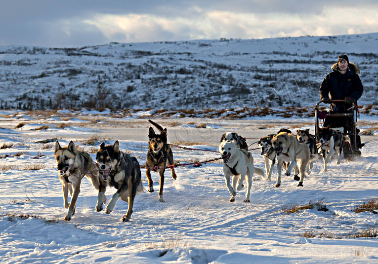 dog musher, dog handler, dogs, dogsled, race, sled dog, sled dogs, sled dogs, sledge dog, sledge dogs, snow, speed, wild-life, winter, äventyr