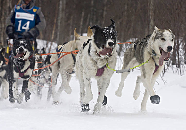 alaskan, Amundsen, amundsenrace, competition, dog, dog musher, dog handler, dogs, dogsled, husky, race, sled dog, sled dogs, sledge dog, sledge dogs, snow, speed, winter, äventyr