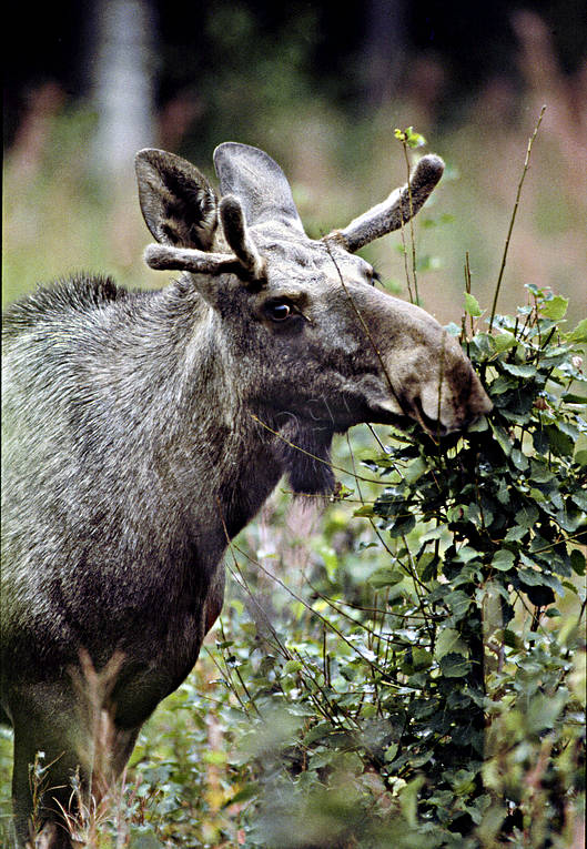 animals, brushwood, close-up, elk grazing, grazing, male moose, mammals, moose, moose