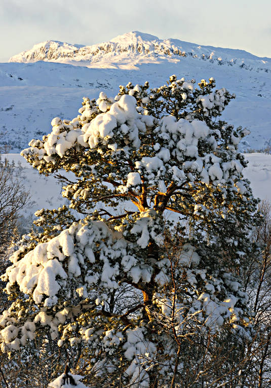 hoarfrost, landscapes, nature, pine, seasons, snow, Stenfjllet, winter
