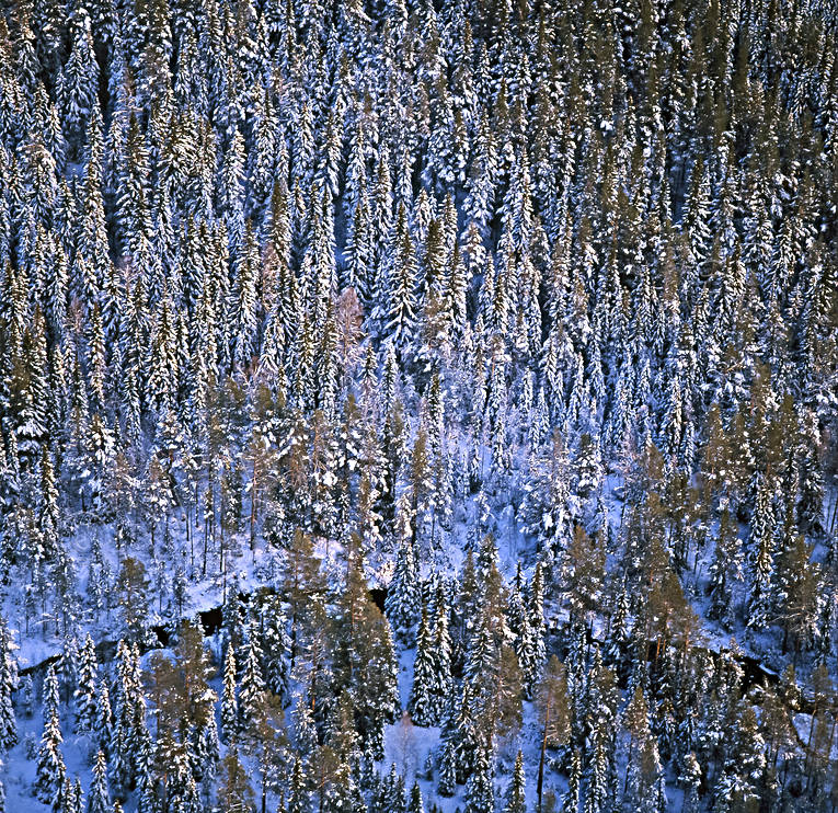 aerial photo, aerial photo, aerial photos, aerial photos, drone aerial, drnarfoto, Jamtland, landscapes, spruce, spruce forest, winter, winter landscape, woodland