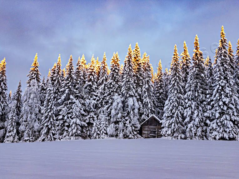 ambience, ambience pictures, atmosphere, barn, christmas ambience, grantoppar, mid-winter, nature, season, seasons, spruce forest, winter, woodland