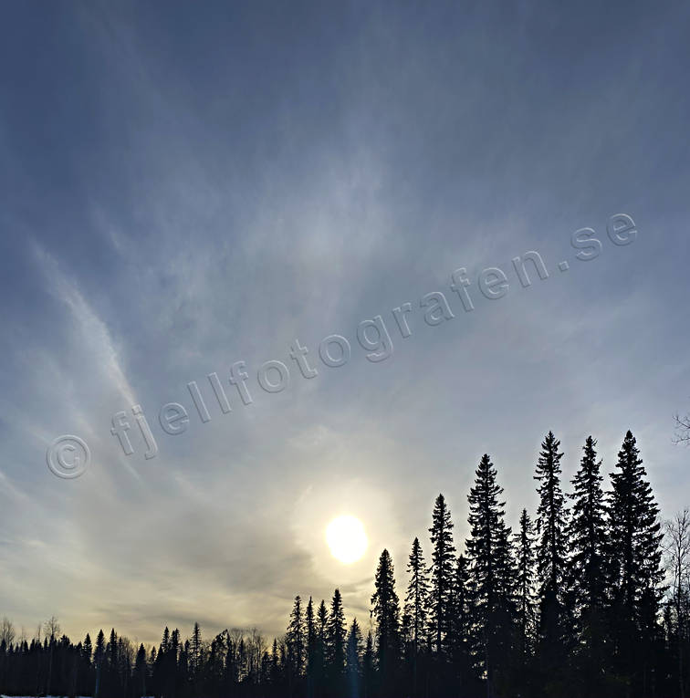 backlight, biotope, biotopes, korona, nature, sky, spruce forest, sun, sunset, winter sky, woodland