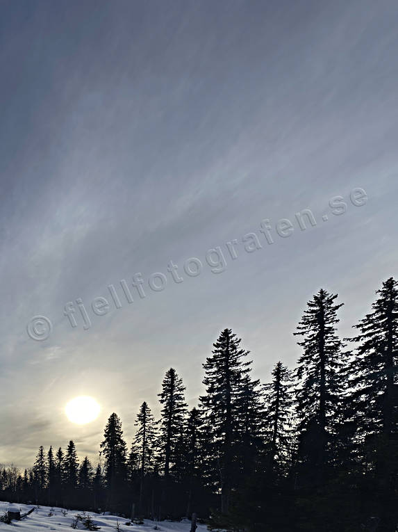 backlight, biotope, biotopes, nature, sky, spruce forest, sun, sunset, winter sky, woodland