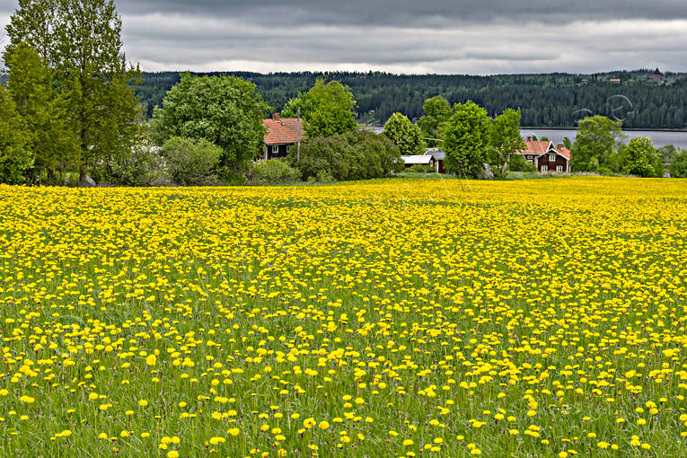 dandelion meadow, dandelions, flowers, Jamtland, landscapes, meadowland, nature, season, seasons, sommarng, summer, yellow, yellow