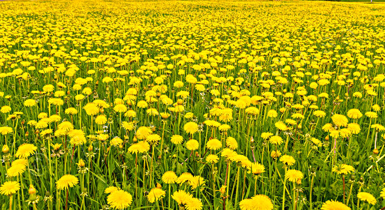ambience, ambience pictures, atmosphere, dandelion meadow, dandelions, flowers, Jamtland, meadowland, nature, season, seasons, sommaräng, summer, yellow, yellow